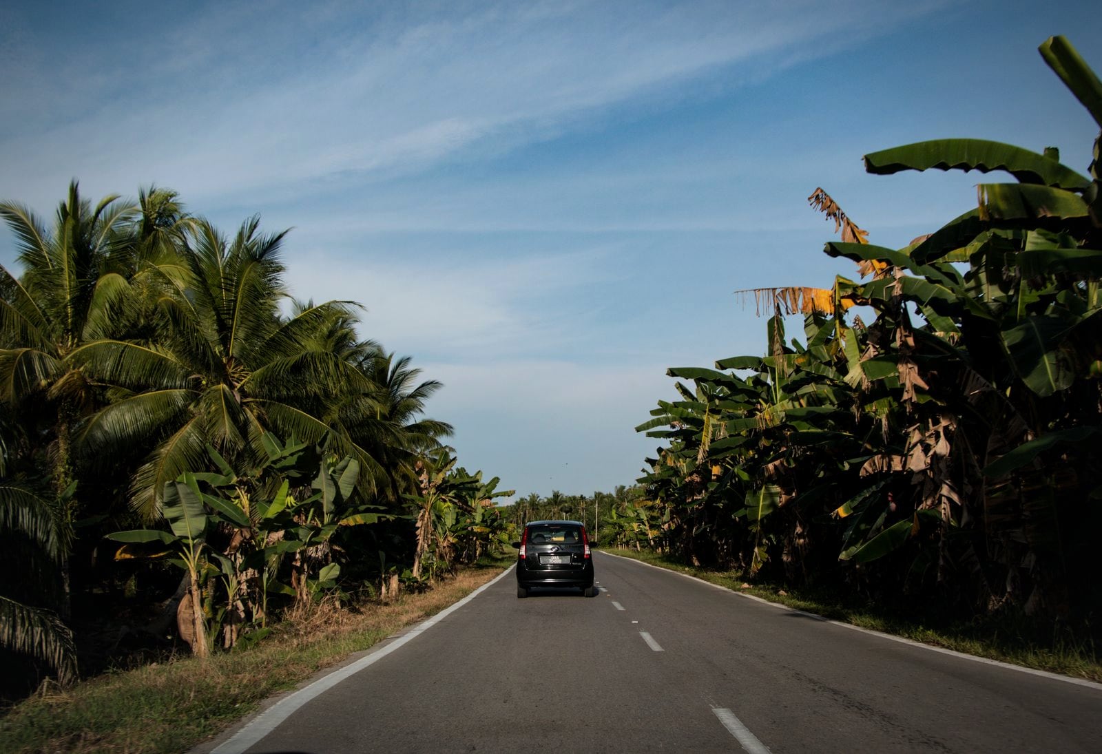 A road through coconut palms in Goa with a hire car on it, the operator's territory